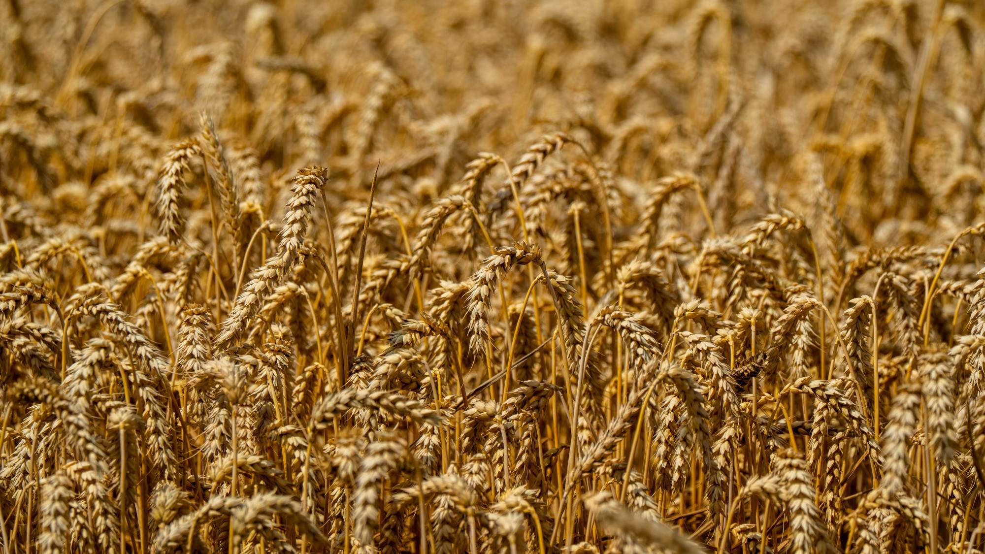 Kolory lata - zdjęcie 31