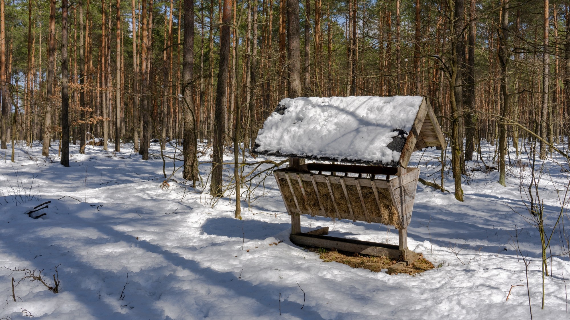Miejska przyroda - zdjęcie 52