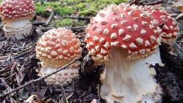 Jak uniknąć mandatu na grzybobraniu? Przeczytaj dekalog zbieracza