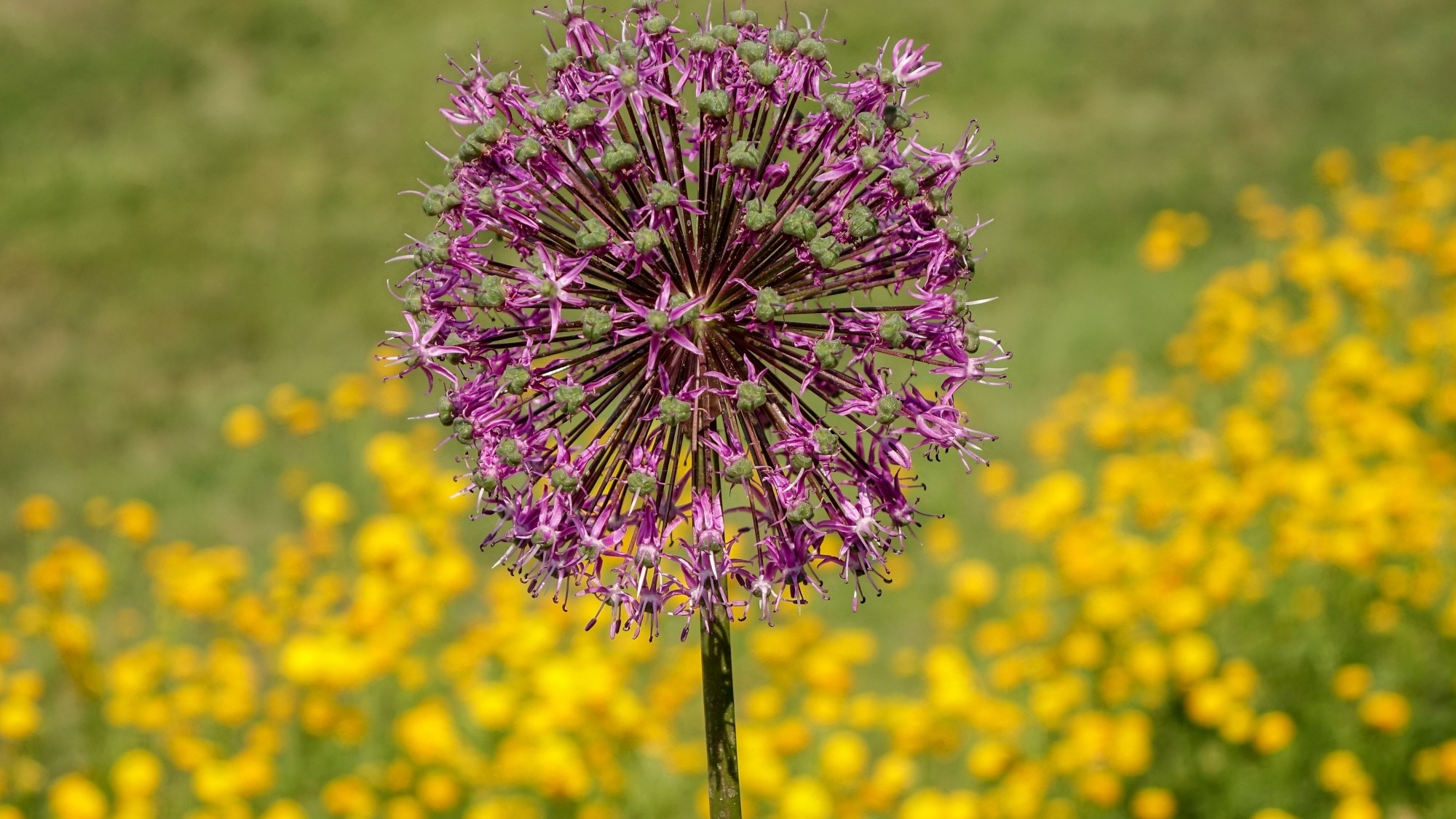 Wiosna radosna - zdjęcie 30