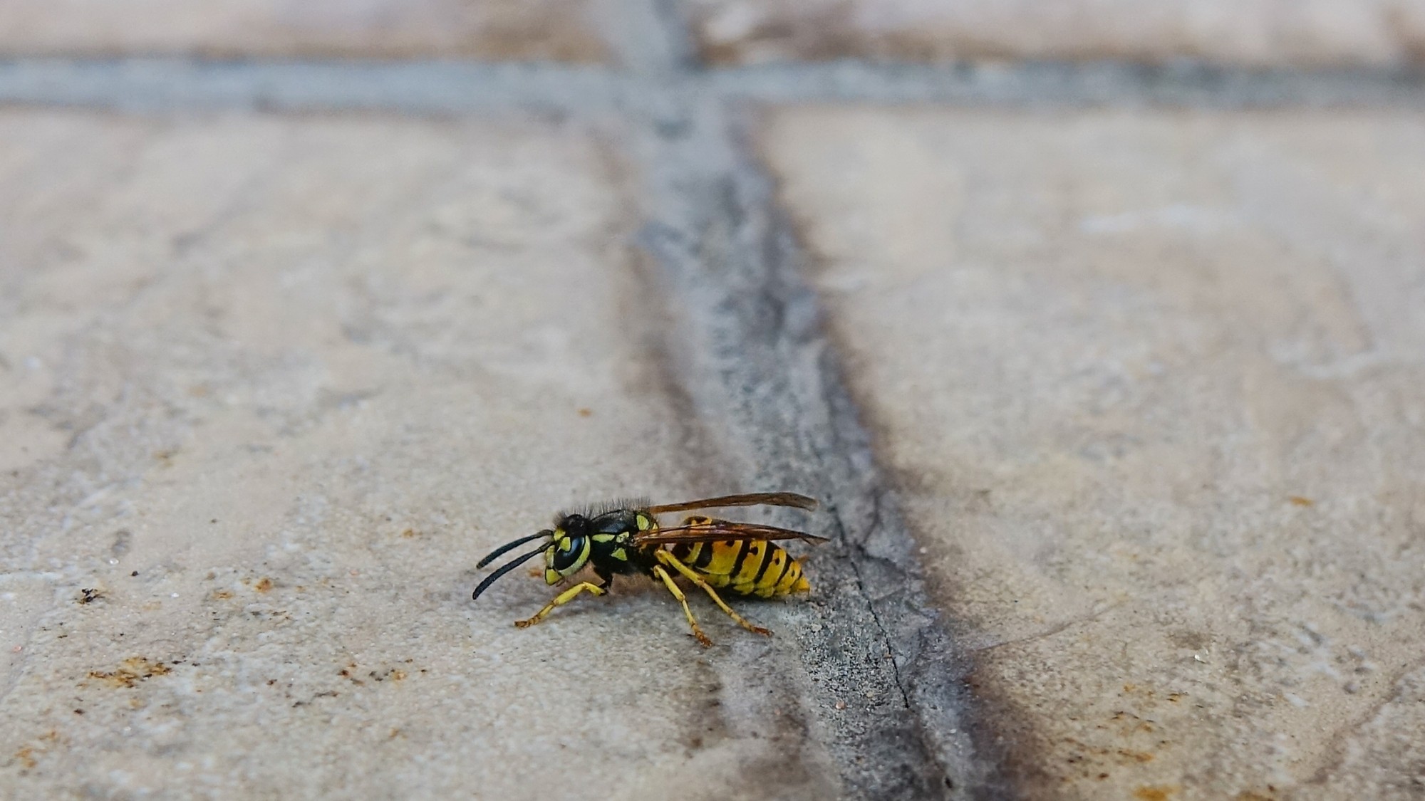 Z kamerą wśród zwierząt - zdjęcie 94