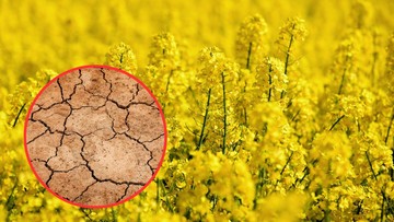 Najnowszy raport IUNG – susza wciąż zagraża wielu uprawom w Polsce!