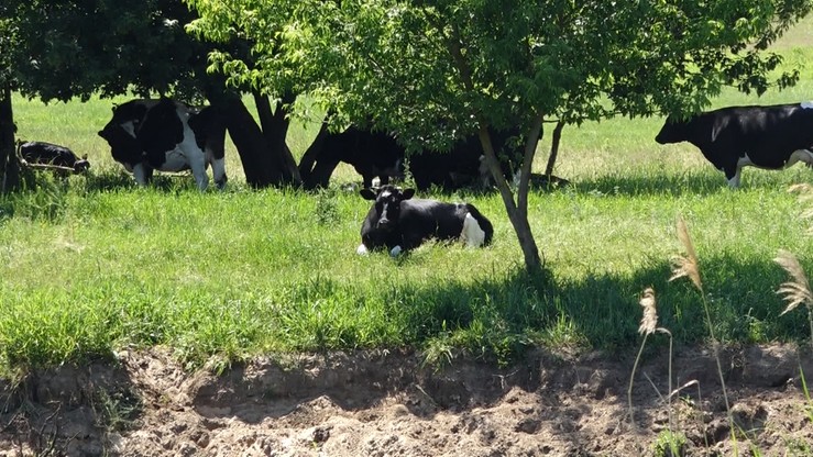 Krowy z Deszczna pozostaną w ścisłej izolacji. Inspekcja Weterynarii podała ile potrwają badania