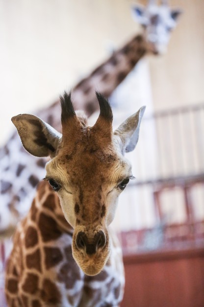 Żyrafek z warszawskiego zoo ma już ponad 2 metry. Można mu składać życzenia