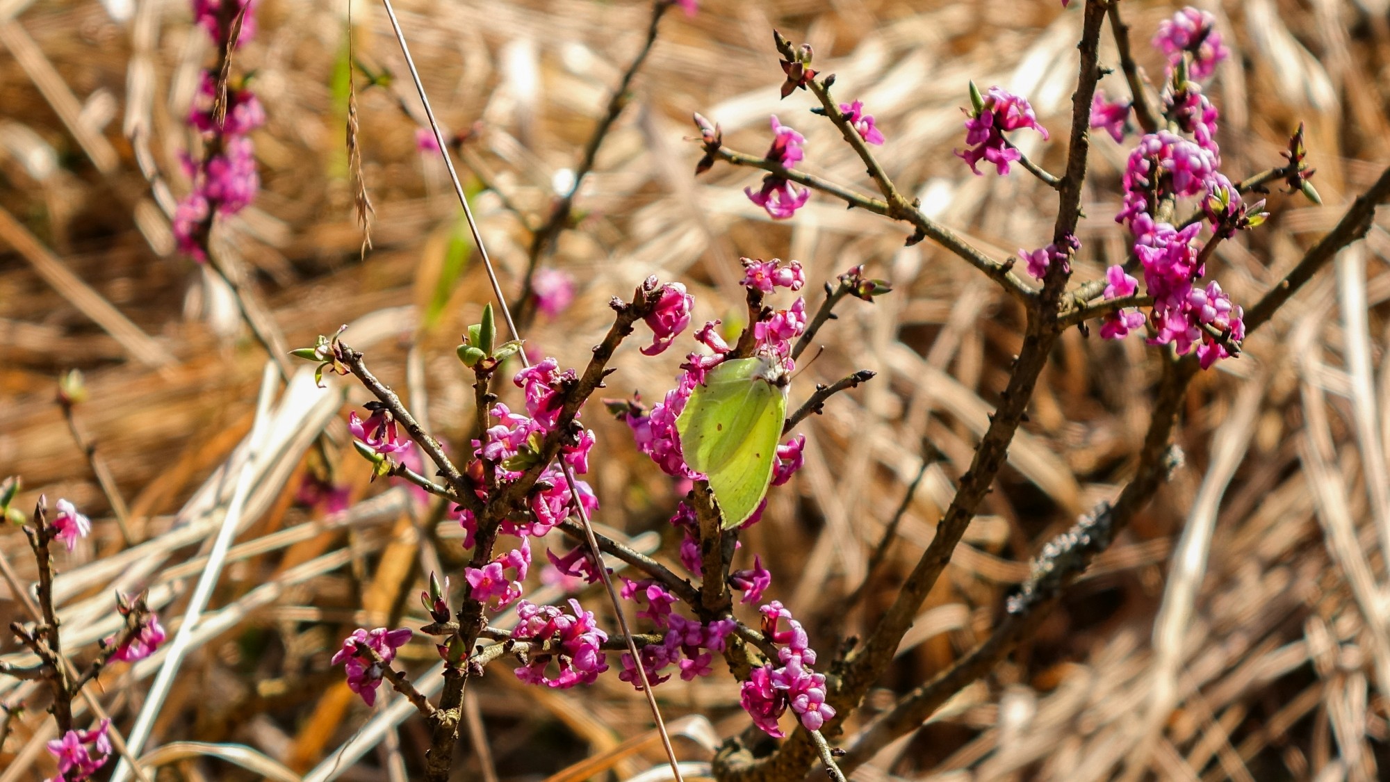 Wiosenna pobudka - zdjęcie 22