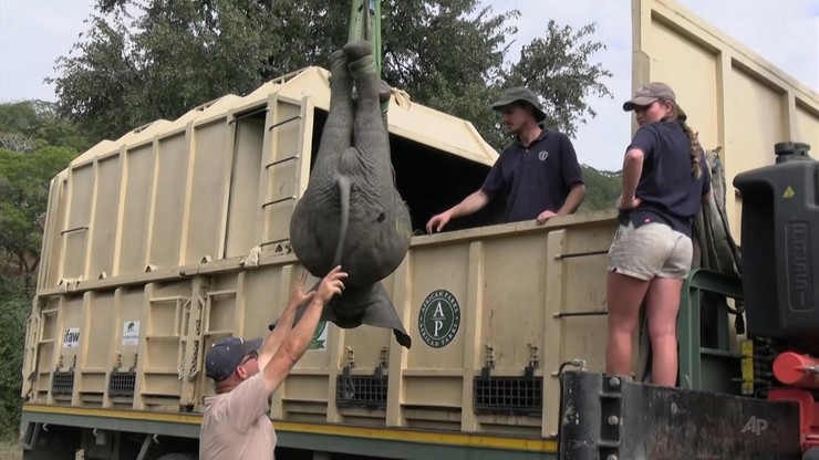 Uśpione młode słonia jest przenoszone na specjalną ciężarówkę