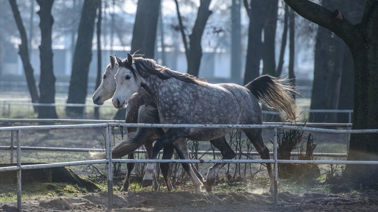 Będzie odrębne śledztwo ws. aukcji koni w Janowie Podlaskim