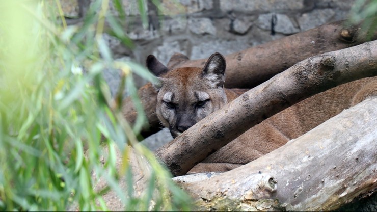 Puma Nubia zostanie w Chorzowie. Jest postanowienie sądu