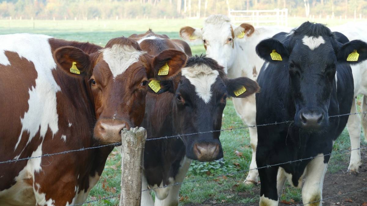 Choroba niebieskiego języka dotarła do Polski. Wykryto pierwsze ognisko