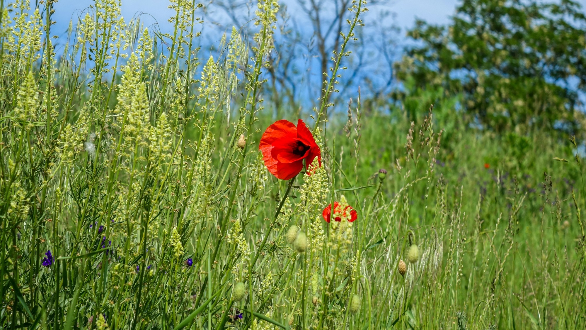 Maj w obiektywie - zdjęcie 23