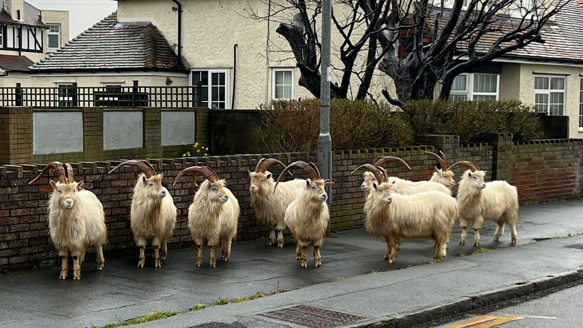 Zdziczałe kozy terroryzują miasto. Mieszkańcy chcą ich odstrzelenia