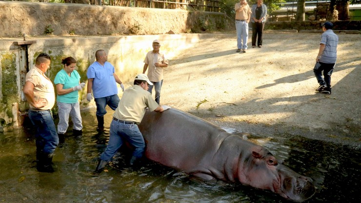 Hipopotam Gustavito pobity na śmierć. Był ulubieńcem mieszkańców Salwadoru