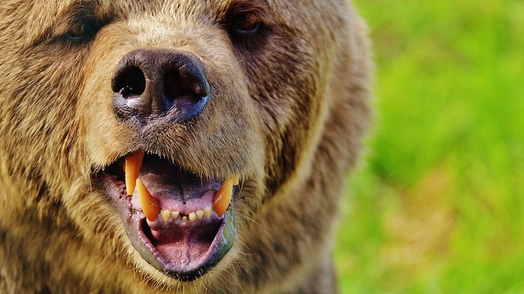 Popularny spray przeciwko niedźwiedziom nieskuteczny w razie spotkania ze zwierzęciem