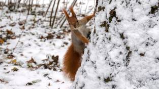 21.11.2023 06:00 W weekend cała Polska będzie już pod śniegiem? Arktyczne powietrze przyniesie zimę