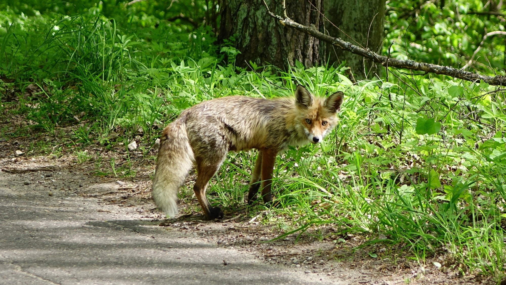 Z kamerą wśród zwierząt - zdjęcie 11