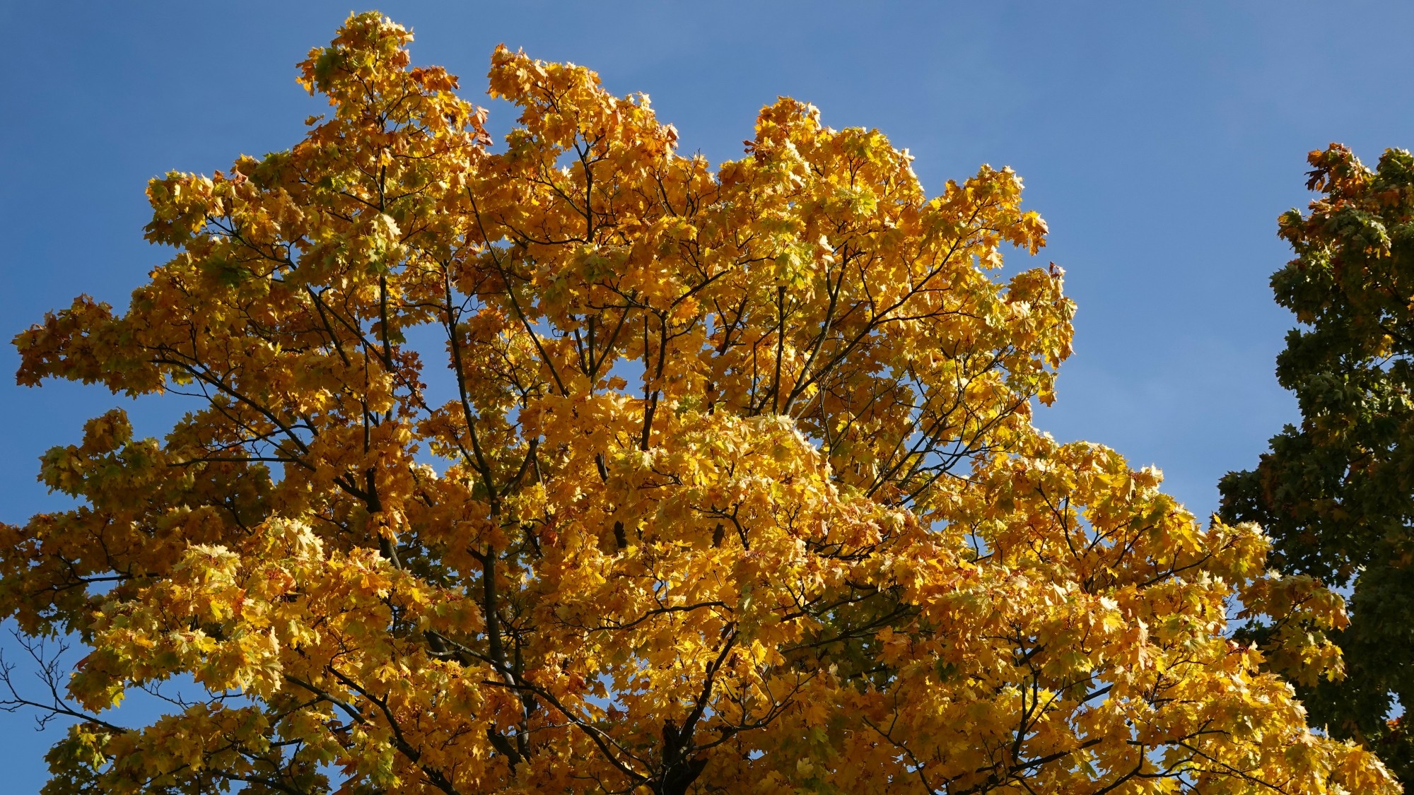 Wszystkie barwy jesieni - zdjęcie 63