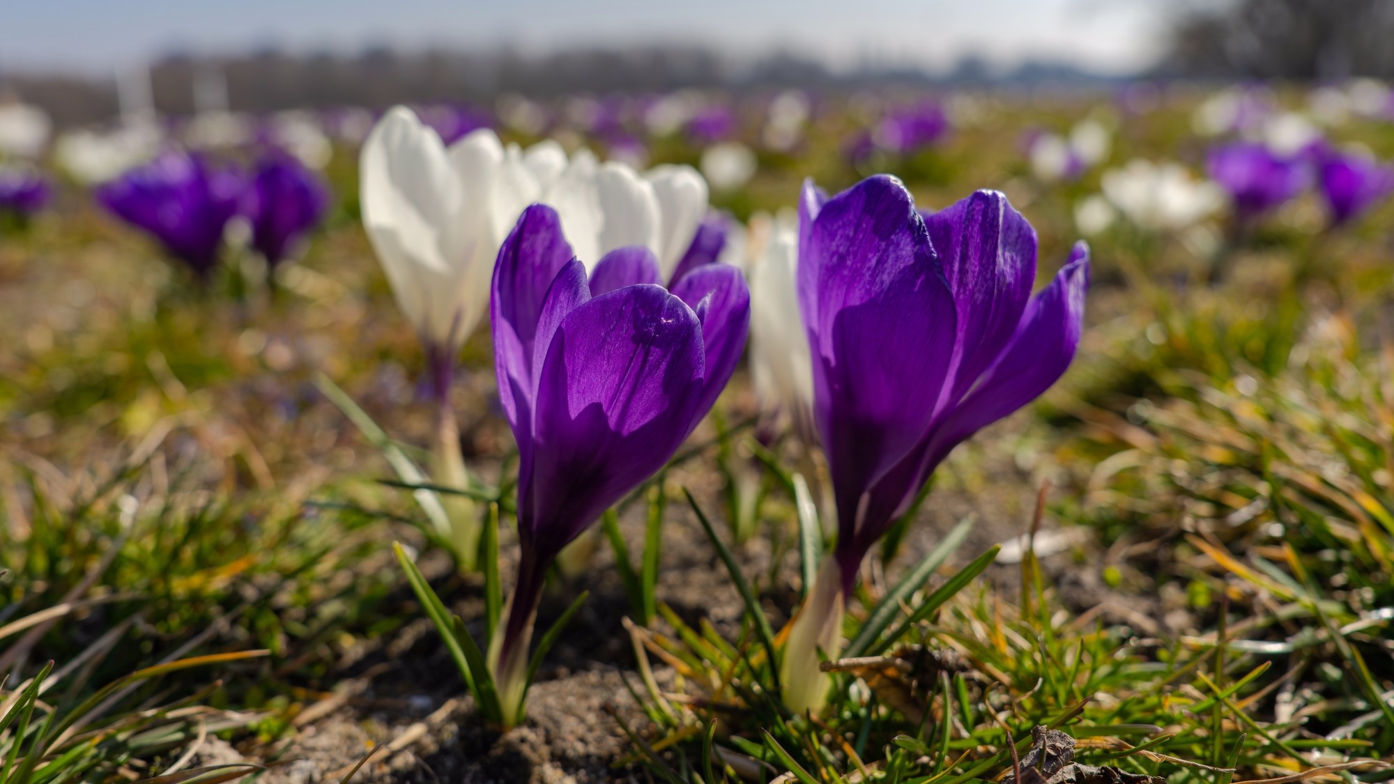 Kraina krokusów - zdjęcie 6