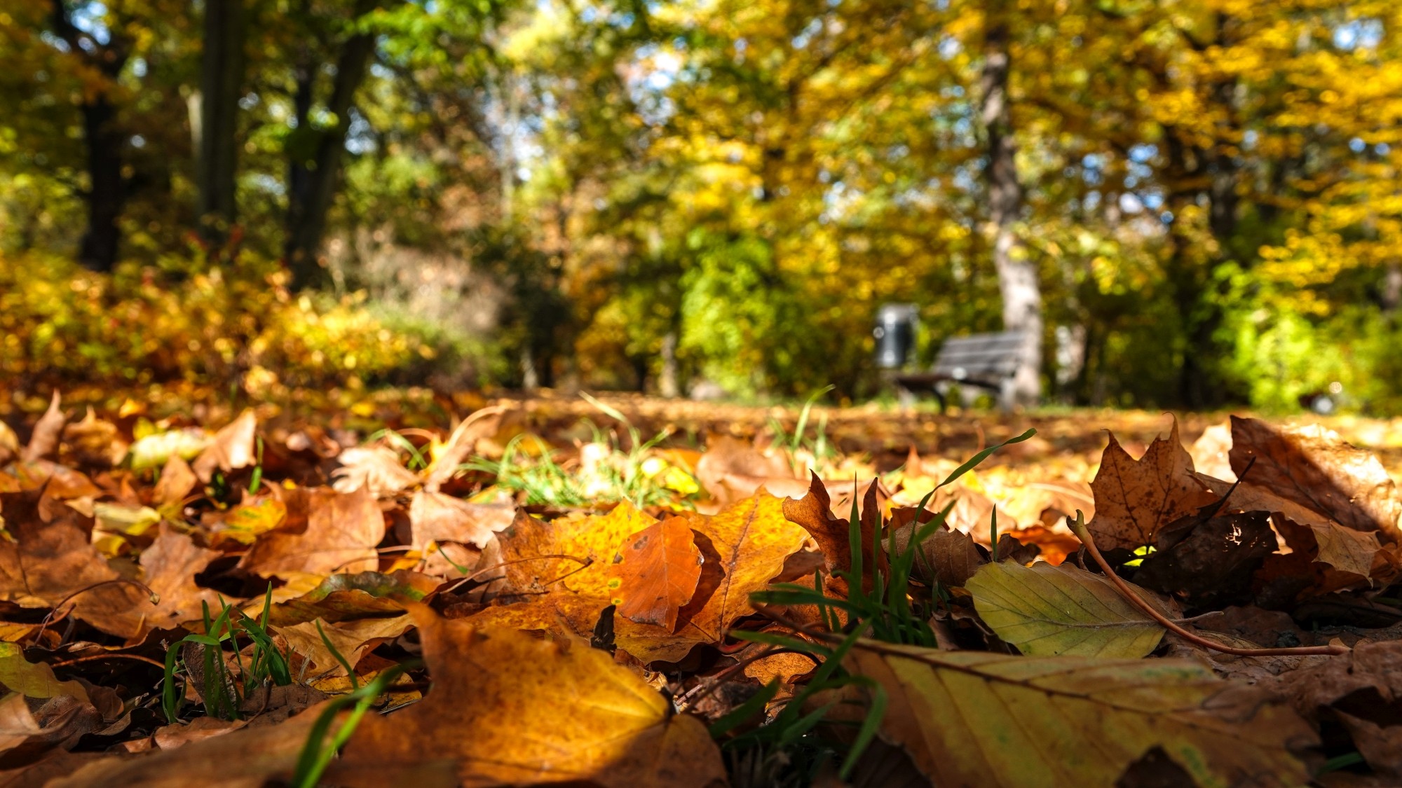 Wszystkie barwy jesieni - zdjęcie 10