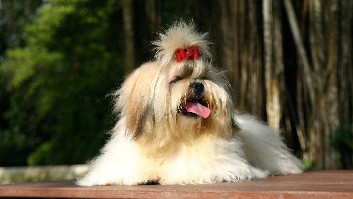 Shih tzu