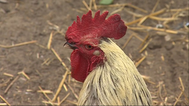 Pieje o czwartej nad ranem i przeszkadza sąsiadom. Jednak właścicielka