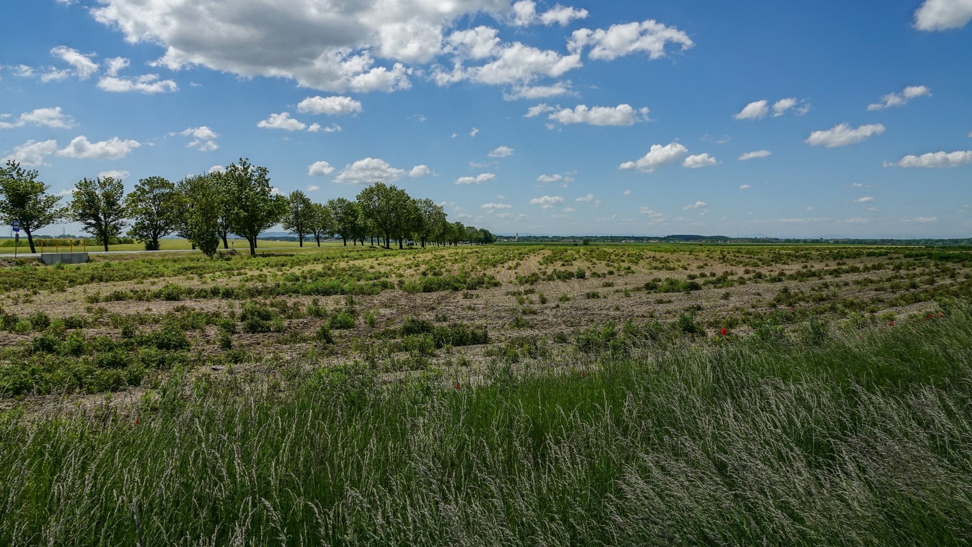 Uroki zielonej pory roku - zdjęcie 44