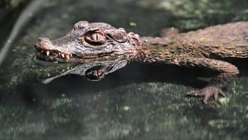 Oddawał strzał, a za nim był... aligator. Chwile grozy podczas zawodów