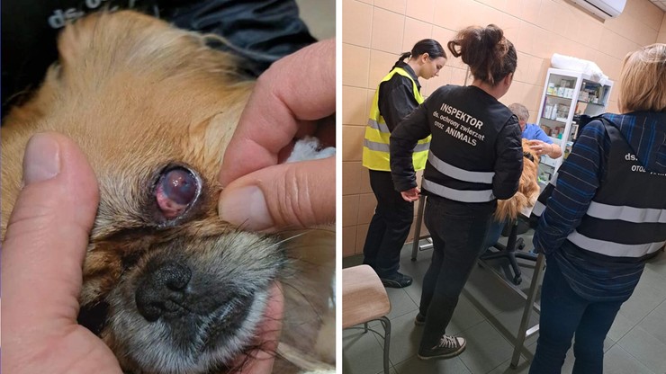 Szczecin: Dwunastolatek wlał psu do oczu żrący płyn. To była kara