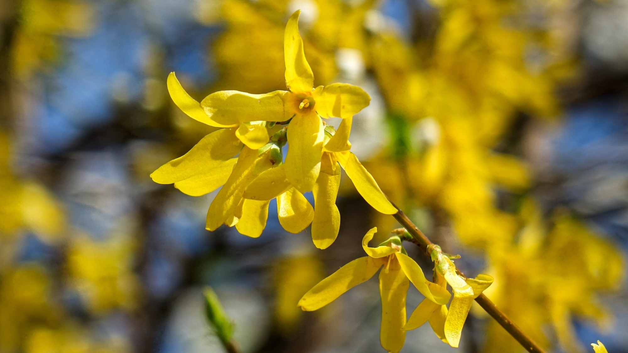 Kwitnąca wiosna - zdjęcie 15
