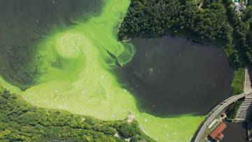 Widok z lotu ptaka na fragment jeziora z zielonym zakwitem oraz otaczający je las i fragment infrastruktury.