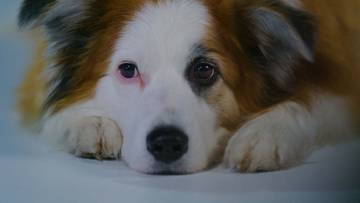 Zbliżenie na pysk psa rasy border collie leżącego na jasnym tle, z wyrazistym smutnym spojrzeniem.