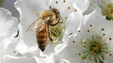 "Zakazać pestycydów trujących pszczoły" - apeluje Greenpeace 