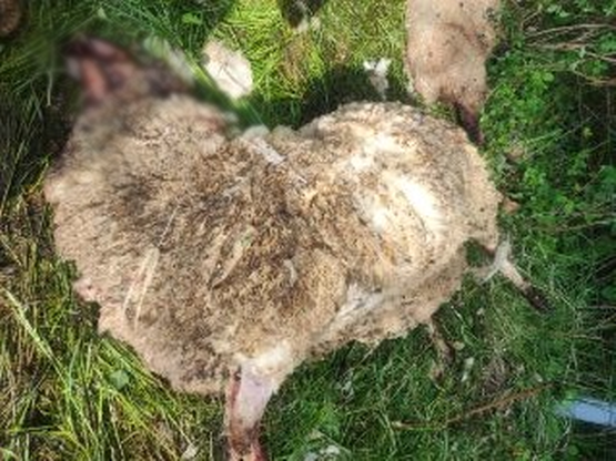 Niedźwiedź zabił owce we wsi Nowe Rybie