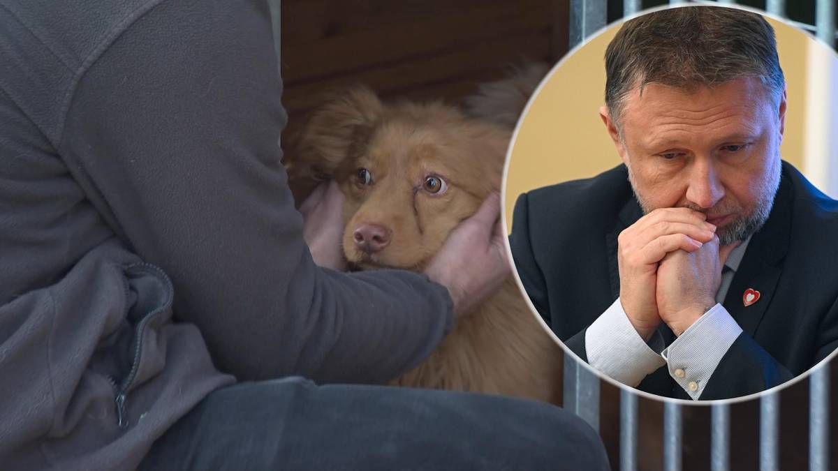 Kontrole w schroniskach. Szef MSWiA wskazał miejsca, które "budzą niepokój"