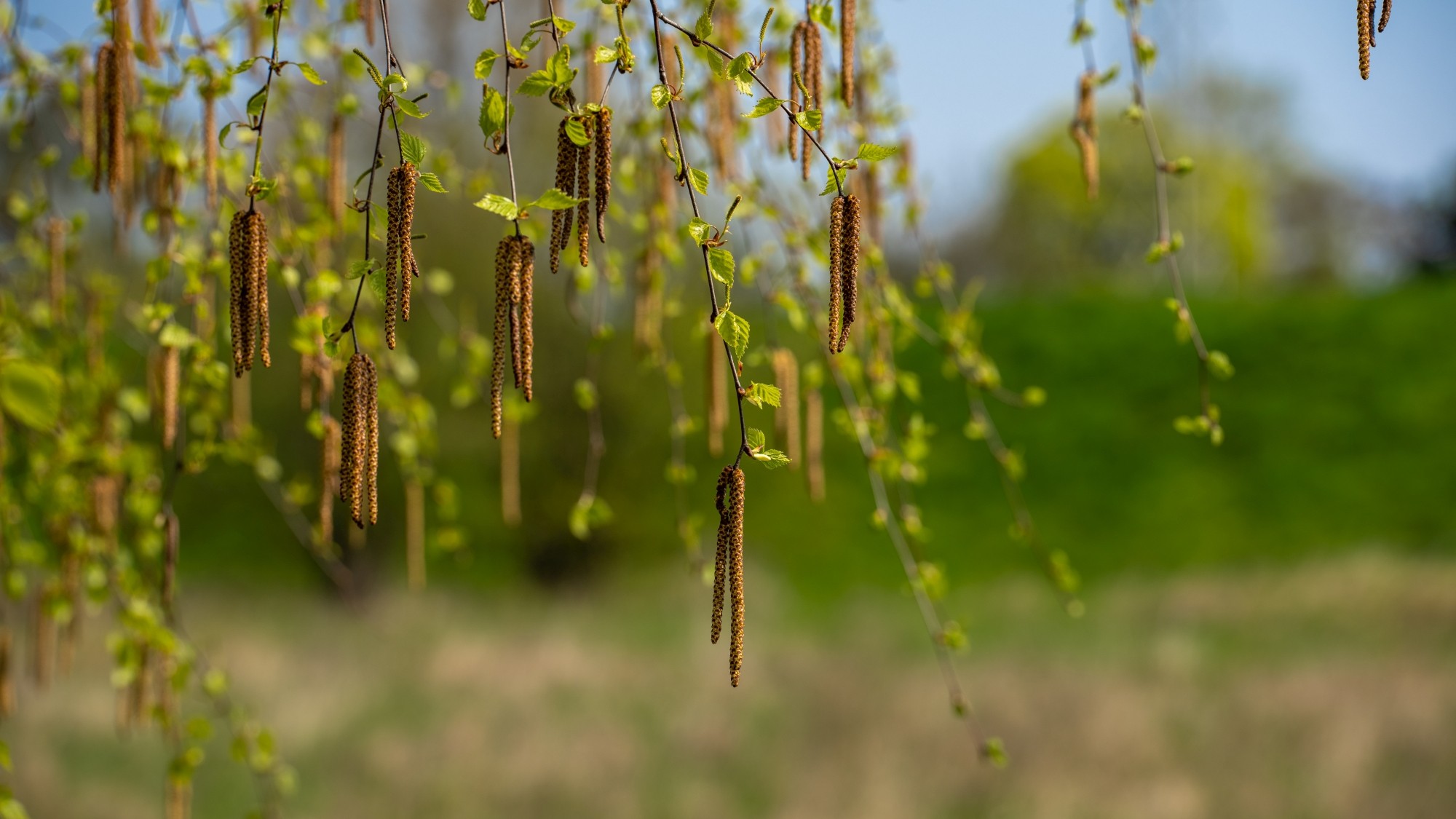 Wiosenna opowieść - zdjęcie 35