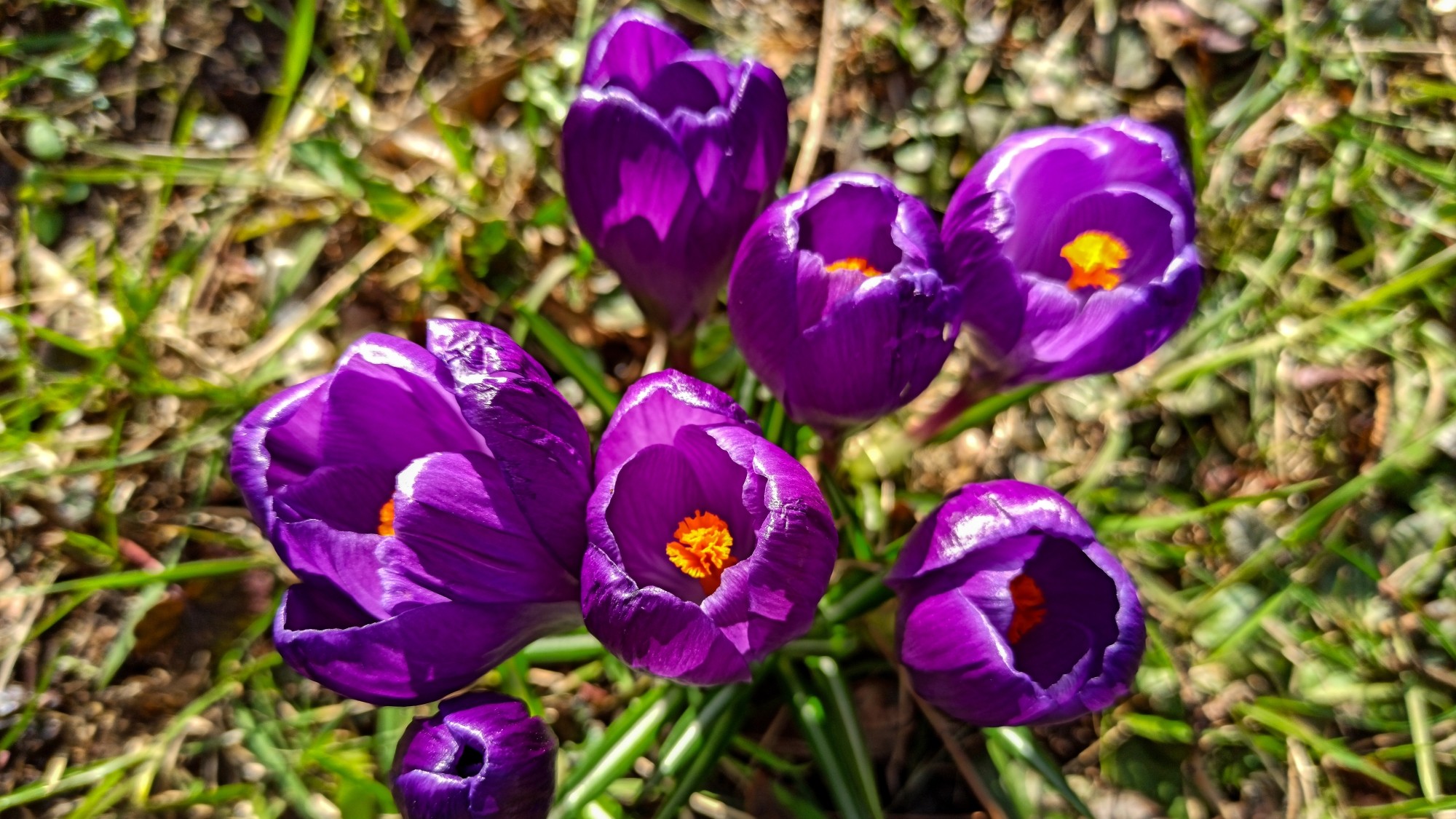 Kwitnąca wiosna - zdjęcie 26