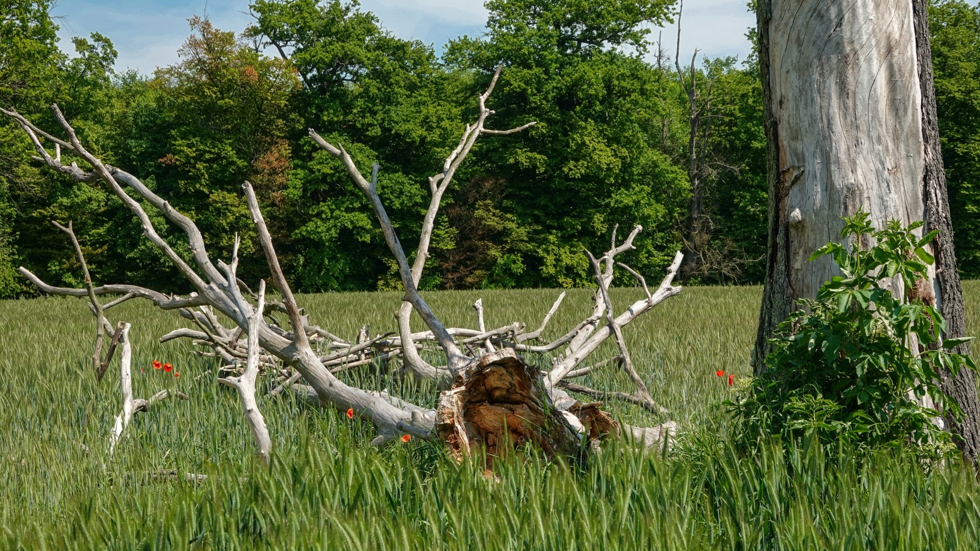 Całe piękno późnej wiosny - zdjęcie 25