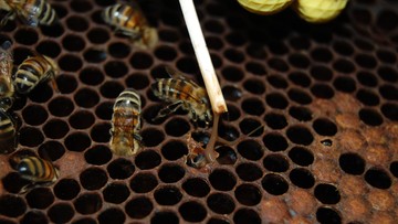 Zgnilec amerykański zaatakował. Pszczoły z okolic Niepołomic zagrożone