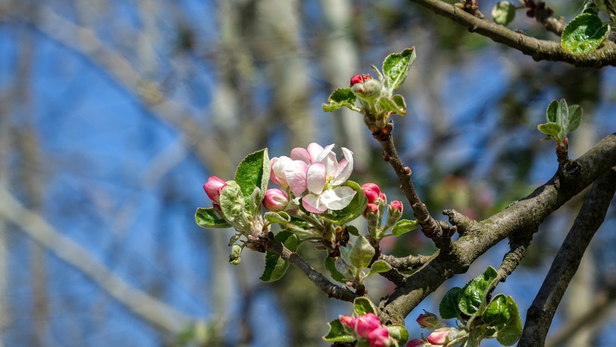 Kwitnąca wiosna - zdjęcie 24