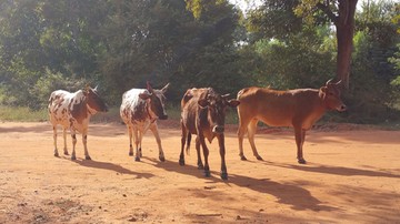 Indyjscy rolnicy walczą ze stadami... krów. Zwierzęta są chronione przez prawo i strażników