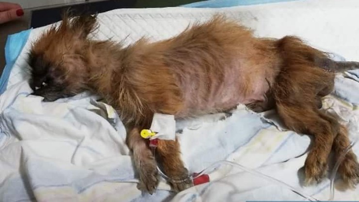 Żywy pies rasy pekińczyk znaleziony w sortowni śmieci. Leżał zawiązany w foliowym worku
