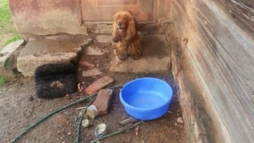 Zostawił psy bez jedzenia i wody i pojechał za granicę. Czekają na niego policjanci