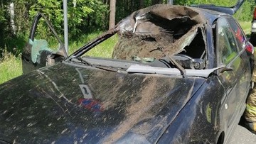 Łoś wskoczył na jadący samochód. Dwie osoby w szpitalu