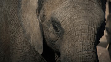Słoń uderzył opiekuna w japońskim zoo. Mężczyzna zmarł 
