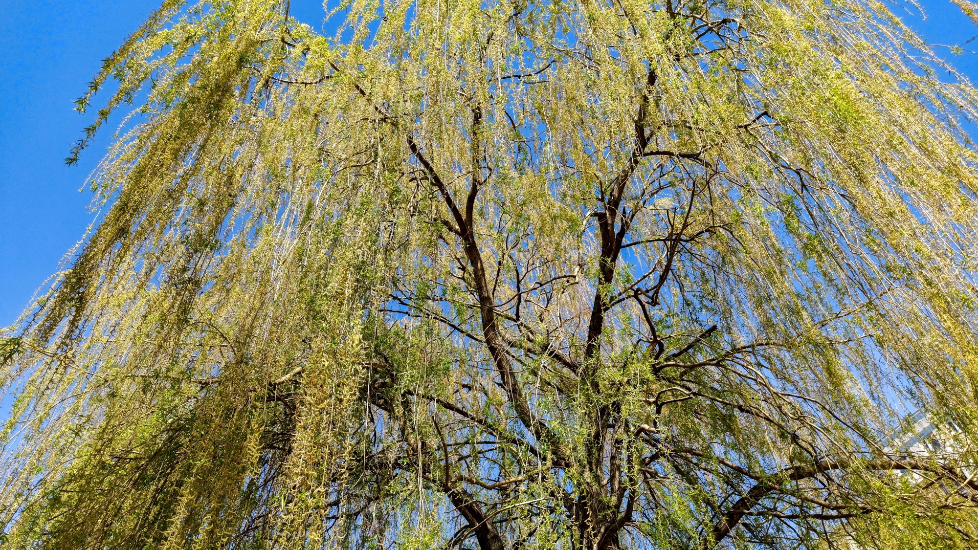 Kwitnąca wiosna - zdjęcie 11