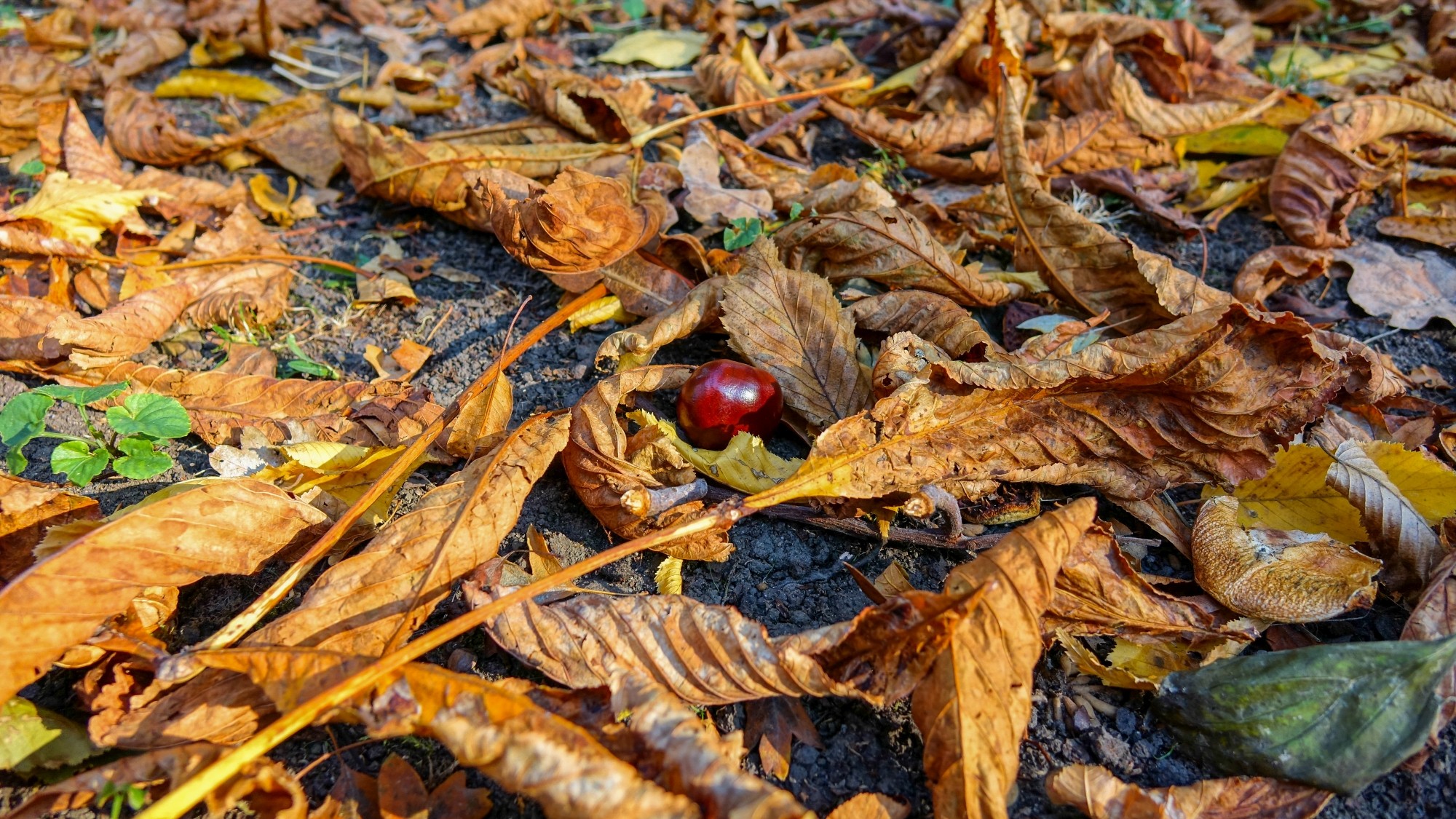 Jesień w górach, lasach i nad jeziorami - zdjęcie 21