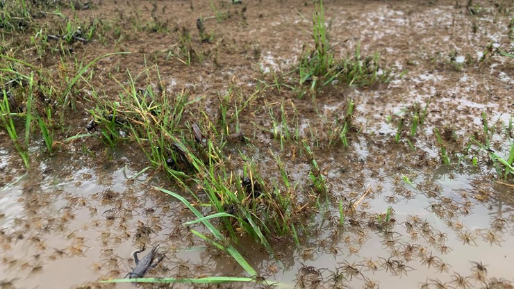 Australia. Tysiące pająków uciekły przed powodzią. "Są kilka metrów od mojego ogrodzenia"
