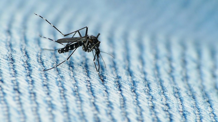 Francuscy naukowcy: wirus Zika może powodować ciężkie schorzenie neurologiczne