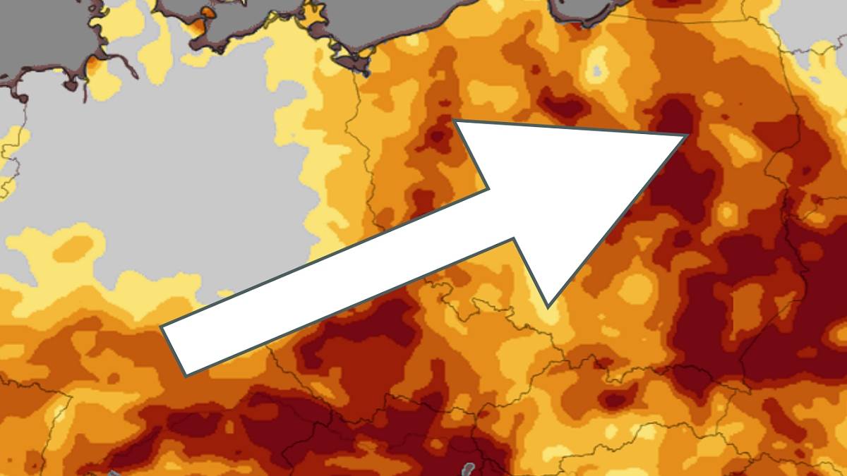 Katastrofa wisi nad Polską. Amerykanie ostrzegają