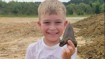 Niezwykłe znalezisko. Ośmiolatek wykopał ząb prehistorycznego rekina