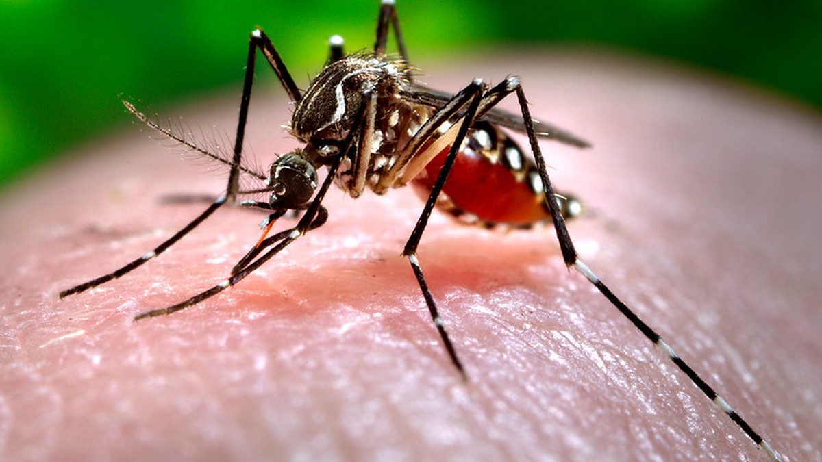 Badanie: Trzy zapachy najmocniej przyciągają komary